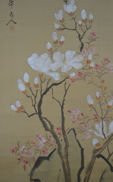 Magnolien